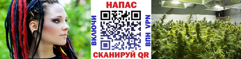 наркота  Бузулук  Бошки Шишки план 